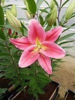 [4264 Tarrango No02.JPG]